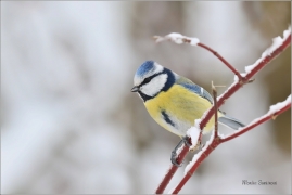 <p>SÝKORA MODŘINKA (Cyanistes caeruleus) ---- /Eurasian blue tit - Blaumeise/</p>